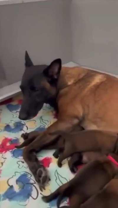 The proud Dog Father is amazed and pleasantly surprised upon seeing his puppies for the first time.