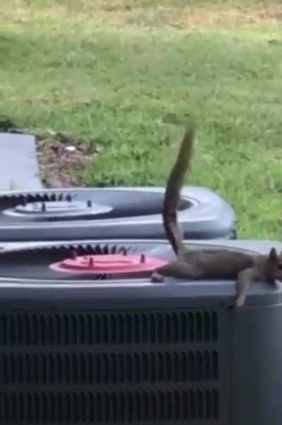 Squirrel’s airborne shit lands on his buddy