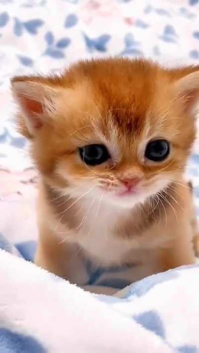 Baby demands to be heard (TikTok: kittycat88888)