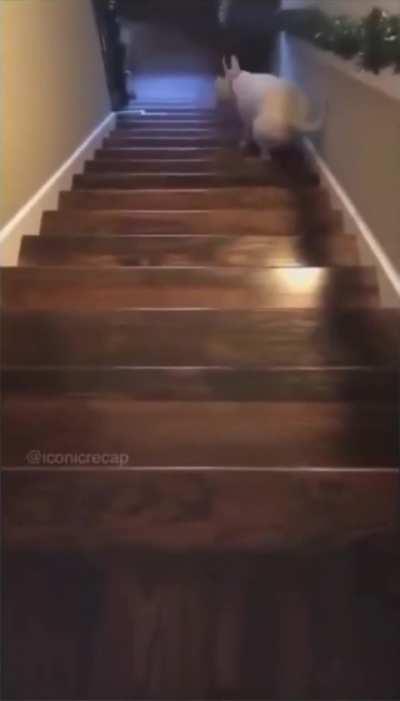 Dog got bored of walking down the stairs