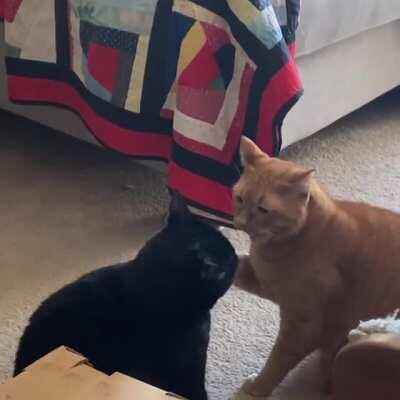 Posted a video here a few months ago of my cats “fighting”. Well, they were back at it again today!
