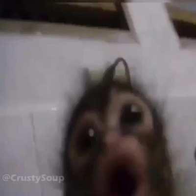 Monomeme, de nada por las subs