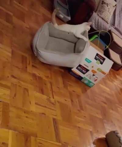 My Bed Belongs In My Box!