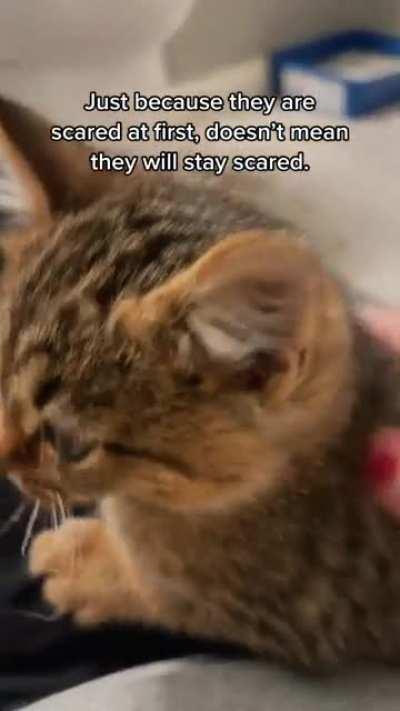 Smol kitten goes from Angy to loving