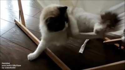 Cat learns to use a hammock