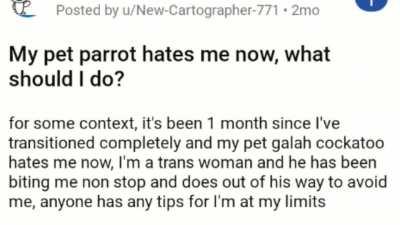 Sigma parrot disowns degenerate owner.