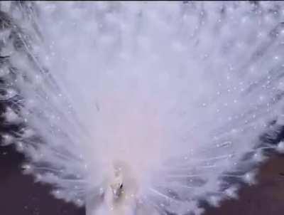 A rare white peacock showing its plumage