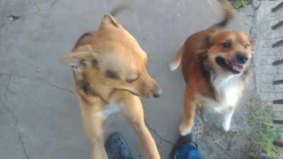 Mi perro, cada vez que vuelvo, incluso de comprar de la esquina. Un día le va a dar un infarto de la felicidad. (Sí, a veces se mea de felicidad)