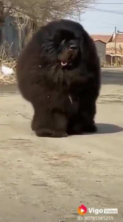 This is a Tibetan Mastiff (Dog)