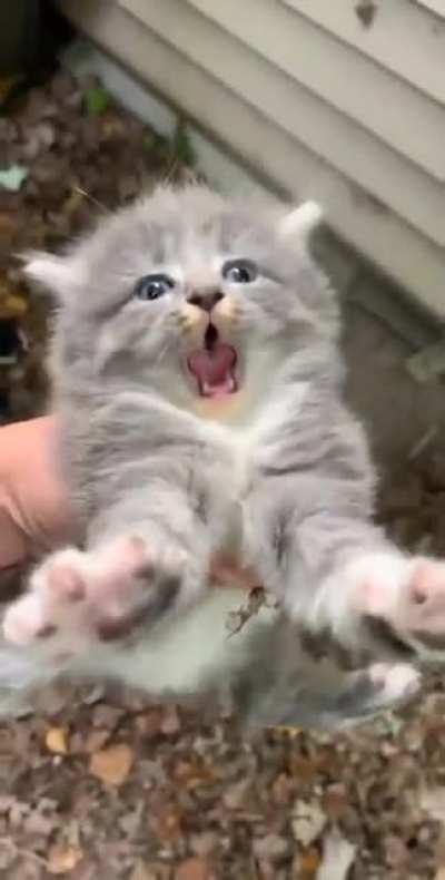 'Oh he's not happy.' *Revs Meow* 'Raa rah' Aaaaaaaaaaa!'