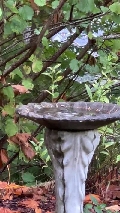 Resident Anna's using the bird bath today 💚