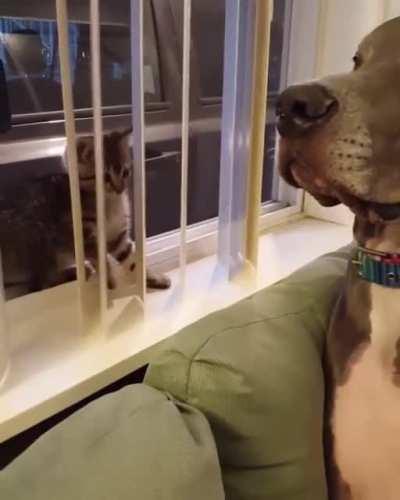 This kitten don't mess around