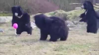 B I G B O Y E S investigate mysterious pink orb