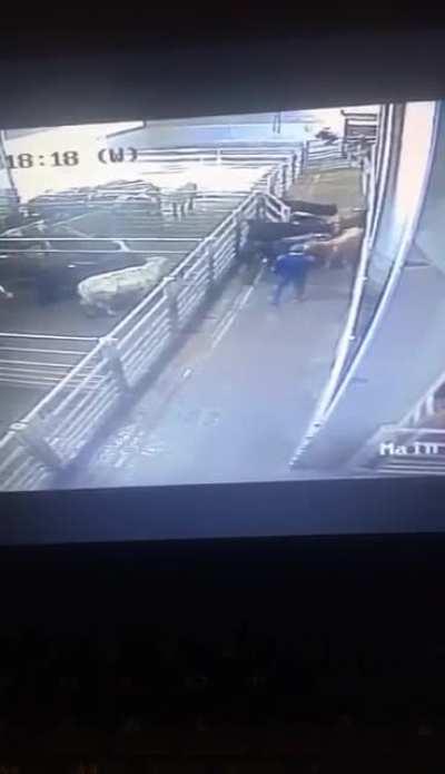 DoV: man gets tossed by a bull