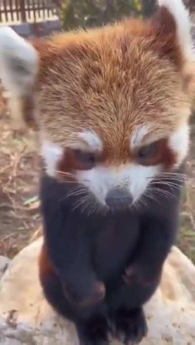 Cute red panda eating grapes