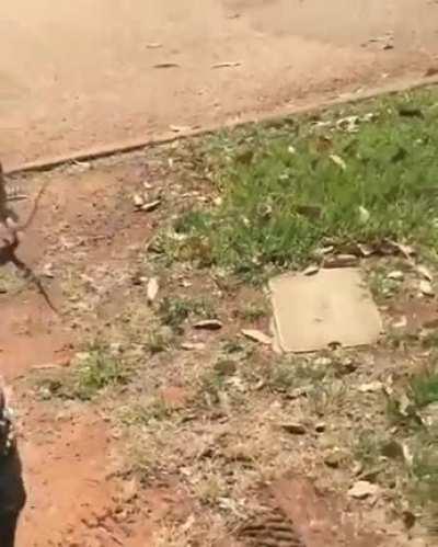 Bippity boppity no mortal can walk like me