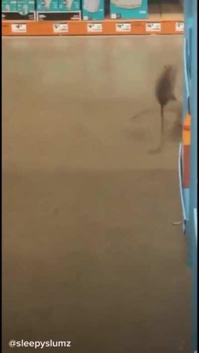 Mouse fight with realistic sound effects