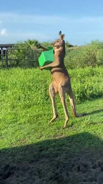 Kangaroo with a square object