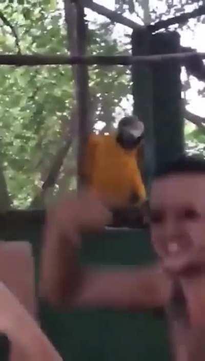 Parrot vibing with the crowd