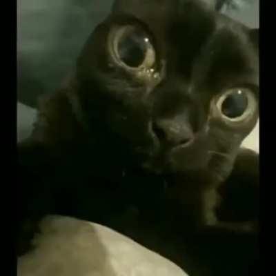 Silly guy goin crazy