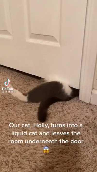 Scientific proof cats are liquid