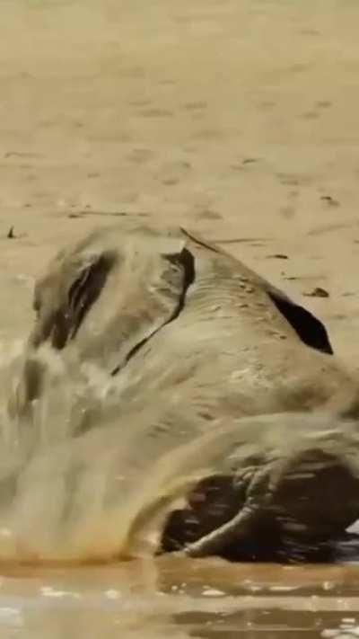 Clumsy adorable baby elephants taking first steps