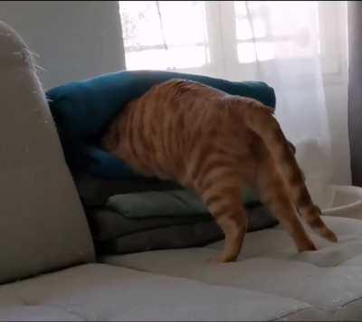 One braincell on a treasure hunt