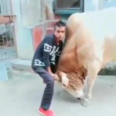 Playing with a cow