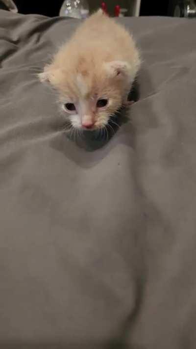 I posted about little this criminal last week when he was only a day old. Here he is today. 