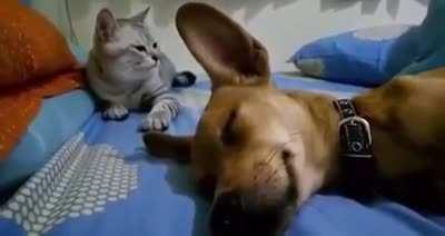 Cat has best reaction to farting dog.