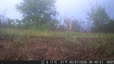 Coyote in western Iowa