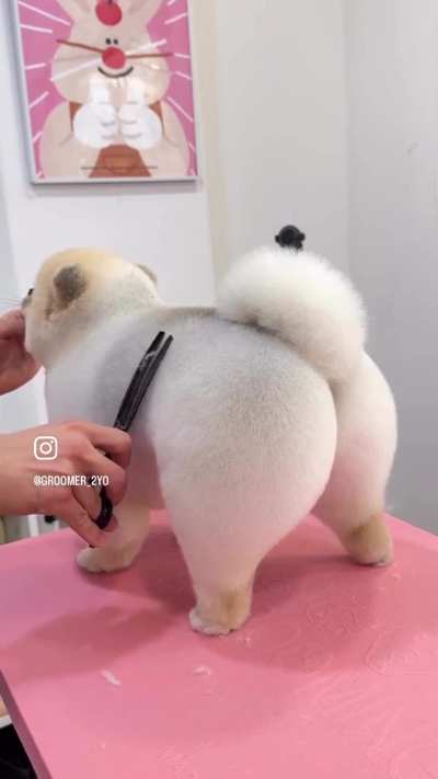 Giri during the Growlithe baking stream