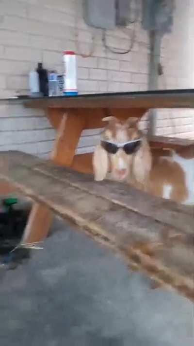 Cool goat!
