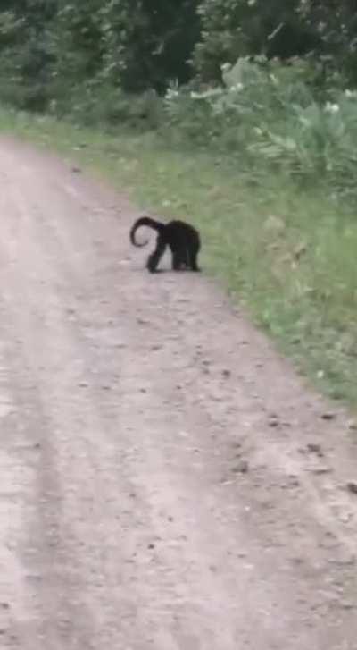 Monkey jumping from a tree