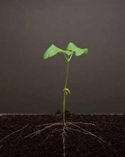 Growing kidney beans, 25 days timelapse