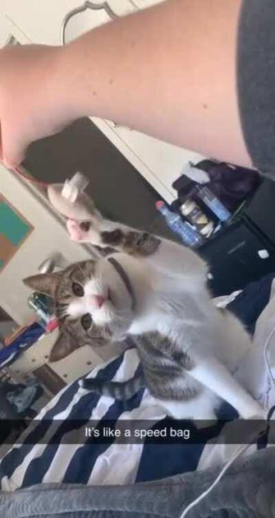 Athena practicing her boxing (sorry for it being snapchat)