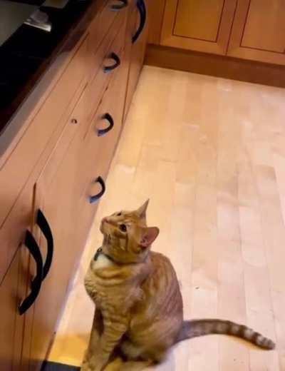 Fly Assassinations Utilize The Entire Brain Cell