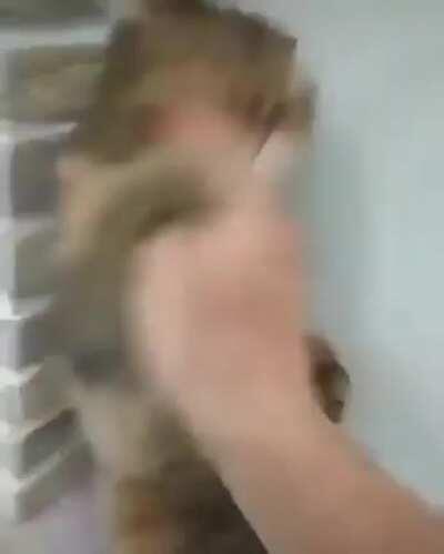 His Cat-fu is strong, but not strong enough.