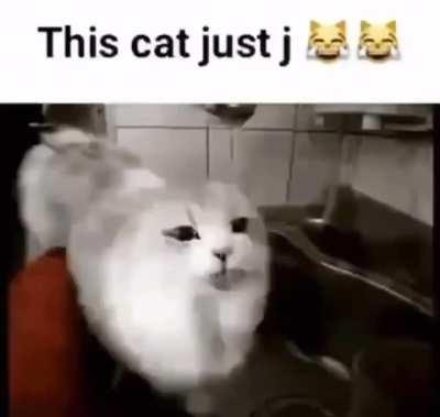 cat for Dan. Dan for cat.