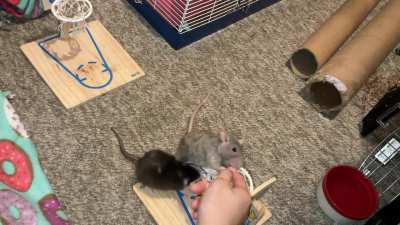 My incredible pet rats Crumb (gray) and Jellybean (black) playing vs basketball!