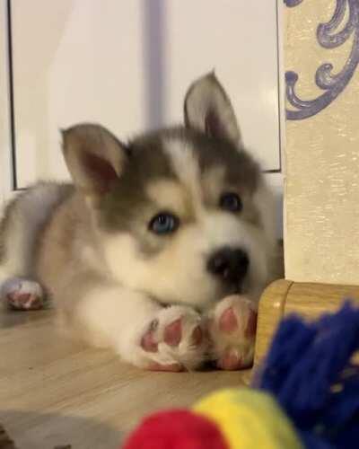 Took him home at 2 weeks after his litter-mates and mother passed. Today he is Two months old. Mr. Droggo.