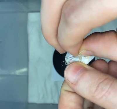 🔥 Opening a sac of baby Australian Huntsmen