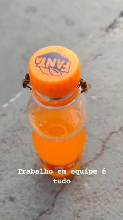 Here's a couple of smart bees opening a soda bottle