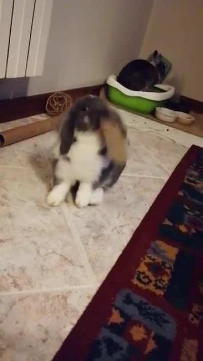 She likes to move it move it