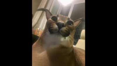 whos gonna do it guys...