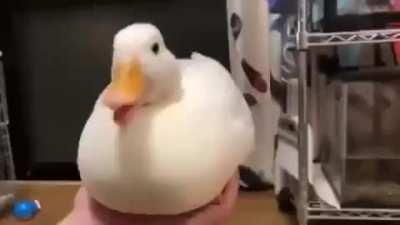 Let's get this duck to LWIAY with PewDiePie to confuse Pewds