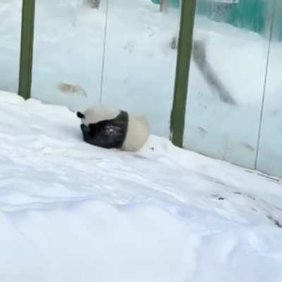 No bear has ever had as much fun as Lingyan