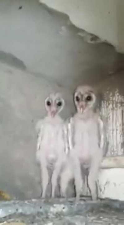 Baby owls standing up