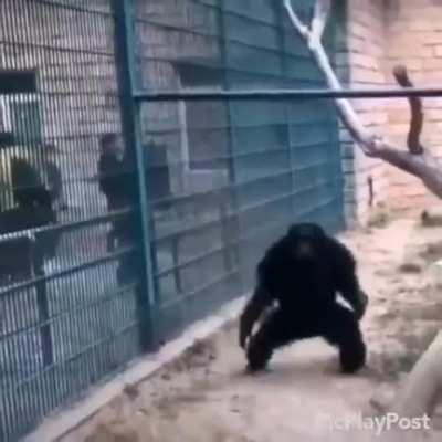 Get ur rona asses outtA here fat smelly hoomans!!!