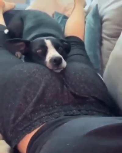 What da dog doing...